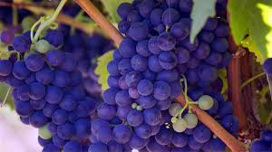 Purple grapes